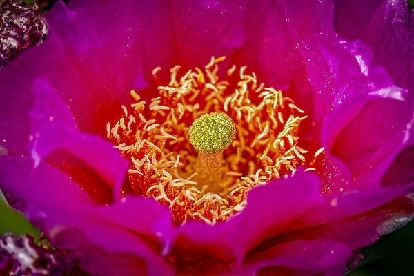USA, Colorado, Fort Collins. Prickly pear cactus flower close-up