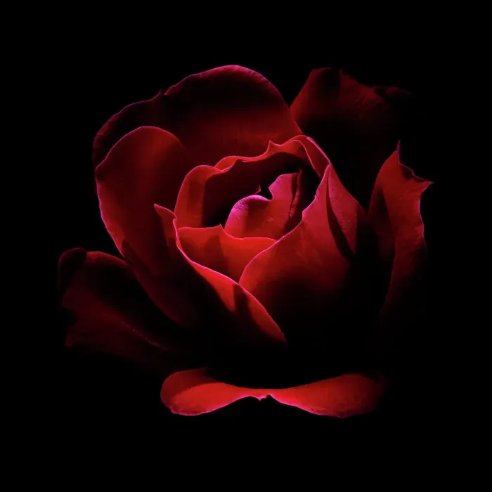 Framed Print : USA, Colorado, Fort Collins. Red rose flower close-up Framed Print : USA, Colorado, Fort Collins. Red rose flower close-up