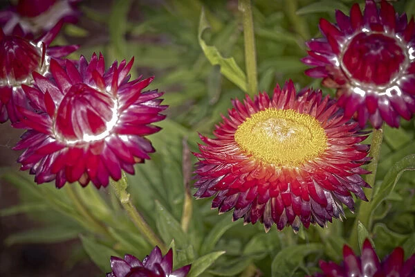 USA, Colorado, Fort Collins. Red strawflowers close-up