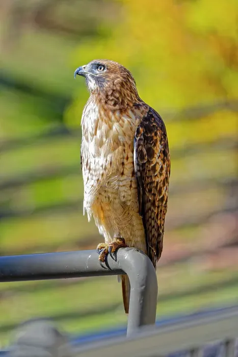 Framed Print : USA, Colorado, Fort Collins. Red-tailed hawk close-up Framed Print : USA, Colorado, Fort Collins. Red-tailed hawk close-up