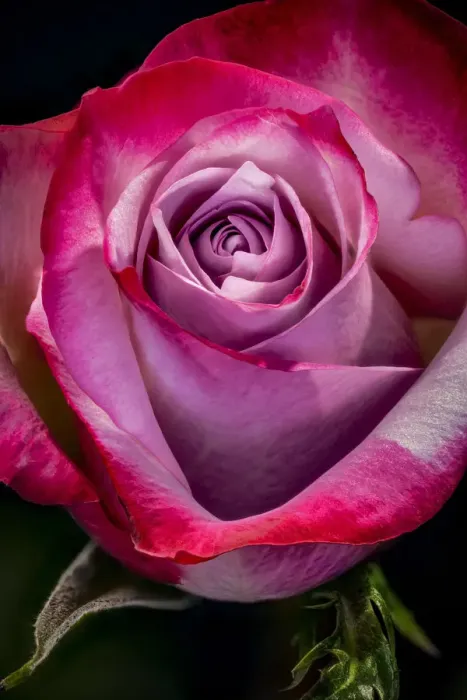 Framed Print : USA, Colorado, Fort Collins. Rose close-up. Credit as Fred Lord  /  Jaynes Gallery  /  DanitaDelimont