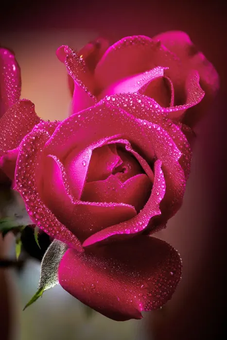 Framed Print : USA, Colorado, Fort Collins. Roses close-up. Credit as Fred Lord / Jaynes Gallery / Framed Print : USA, Colorado, Fort Collins. Roses close-up. Credit as Fred Lord / Jaynes Gallery /