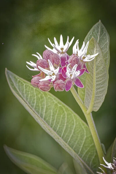 USA, Colorado, Fort Collins. Showy milkweed. flowers