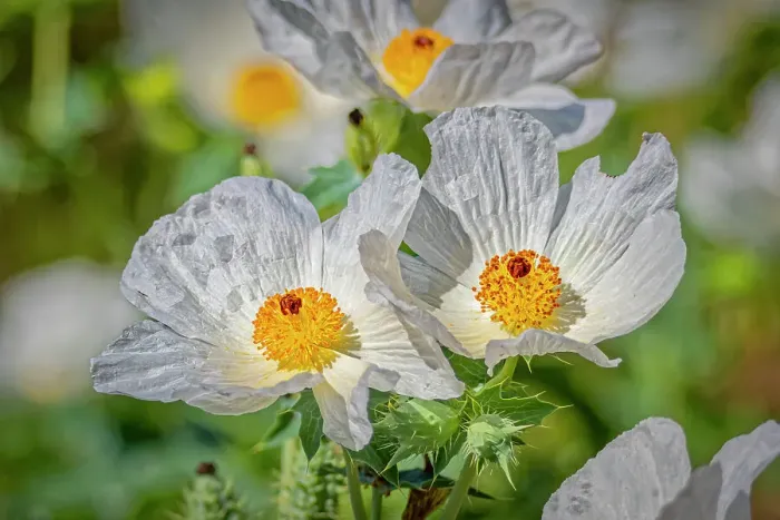 Framed Print : USA, Colorado, Fort Collins. Southwestern prickly poppy close-up. ©Fred Lord / Jaynes Gallery / DanitaDelimont.com Framed Print : USA, Colorado, Fort Collins. Southwestern prickly poppy close-up. ©Fred Lord / Jaynes Gallery / DanitaDelimont.com