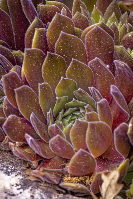 Framed Print : USA, Colorado, Fort Collins. Succulent plant close-up Framed Print : USA, Colorado, Fort Collins. Succulent plant close-up