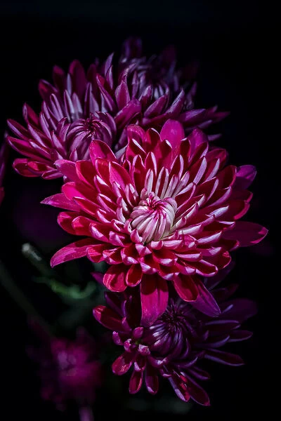 USA, Colorado, Fort Collins. Variegated chrysanthemums. Credit as Fred Lord  /  Jaynes