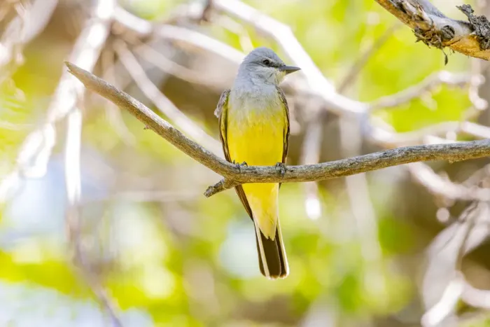 Framed Print : USA, Colorado, Fort Collins. Western kingbird male close-up Framed Print : USA, Colorado, Fort Collins. Western kingbird male close-up
