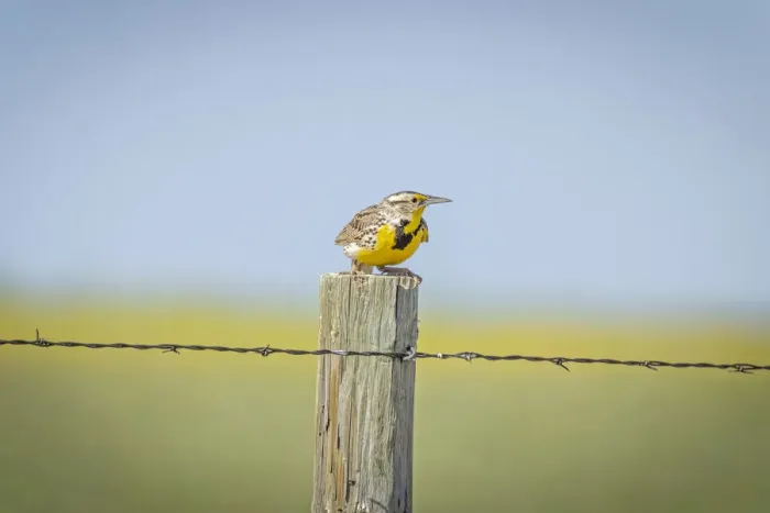 Framed Print : USA, Colorado, Fort Collins. Western meadowlark atop fence post Framed Print : USA, Colorado, Fort Collins. Western meadowlark atop fence post