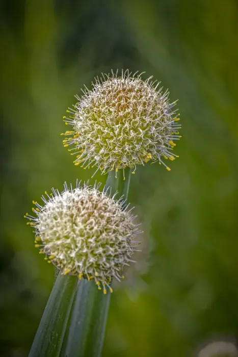 Framed Print : USA, Colorado, Fort Collins. White allium plant close-up