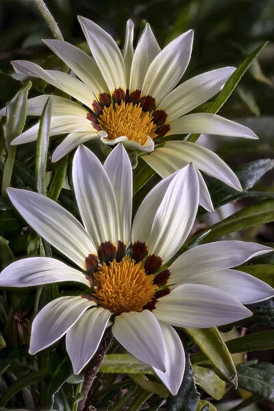 USA, Colorado, Fort Collins. White flower close-up