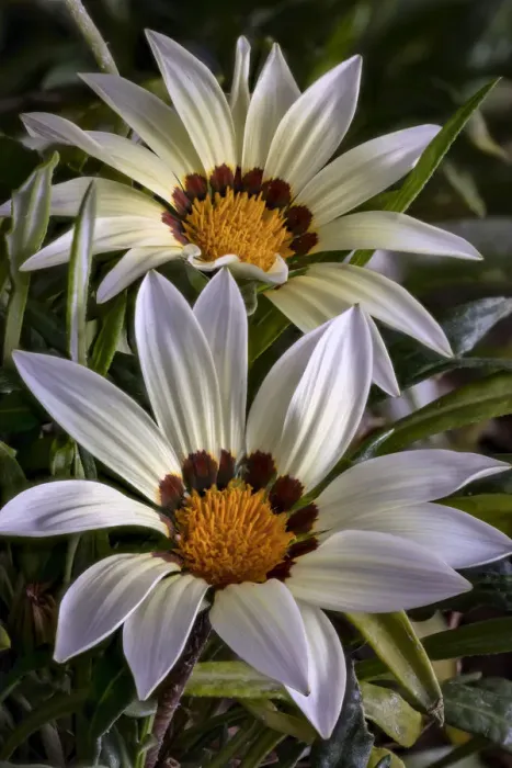 Framed Print : USA, Colorado, Fort Collins. White flower close-up