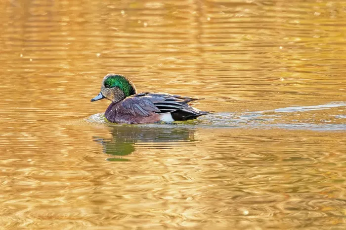 Framed Print : USA, Colorado, Fort Collins. Wigeon duck in water. Credit as Fred Lord / Jaynes Gallery / DanitaDelimont.com Framed Print : USA, Colorado, Fort Collins. Wigeon duck in water. Credit as Fred Lord / Jaynes Gallery / DanitaDelimont.com