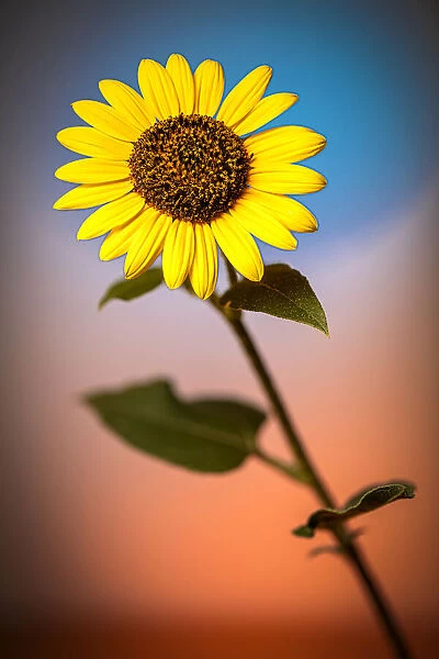 USA, Colorado, Fort Collins. Wild sunflower close-up. Credit as Fred Lord  /  Jaynes