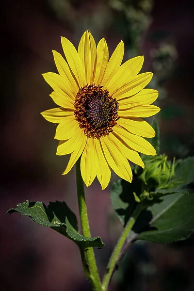 USA, Colorado, Fort Collins. Wild sunflower close-up