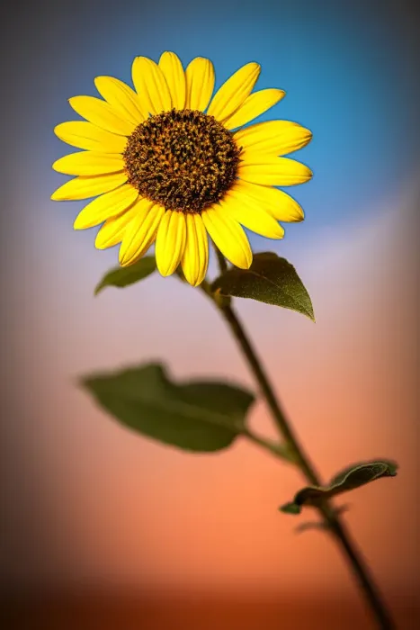 Framed Print : USA, Colorado, Fort Collins. Wild sunflower close-up. Credit as Fred Lord / Jaynes Framed Print : USA, Colorado, Fort Collins. Wild sunflower close-up. Credit as Fred Lord / Jaynes