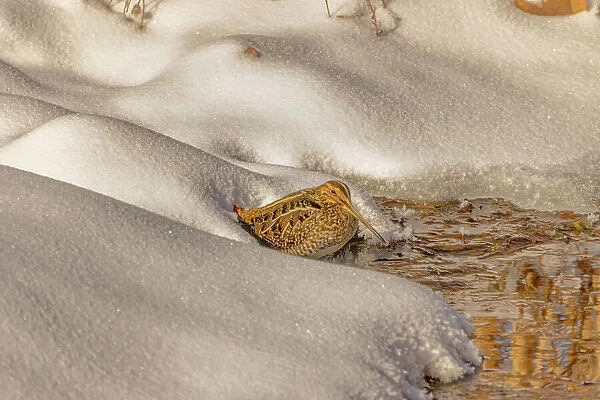 USA, Colorado, Fort Collins. Wilson's snipe drinks from stream in winter