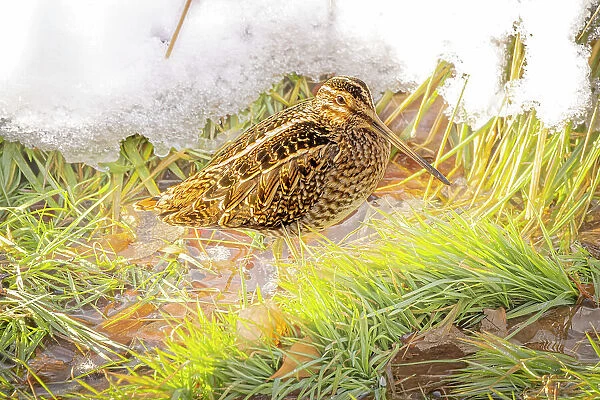USA, Colorado, Fort Collins. Wilson's snipe in icy winter grass