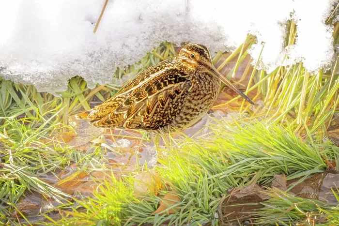 Framed Print : USA, Colorado, Fort Collins. Wilson's snipe in icy winter grass Framed Print : USA, Colorado, Fort Collins. Wilson's snipe in icy winter grass