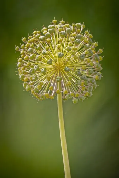 Framed Print : USA, Colorado, Fort Collins. Yellow allium plant close-up Framed Print : USA, Colorado, Fort Collins. Yellow allium plant close-up