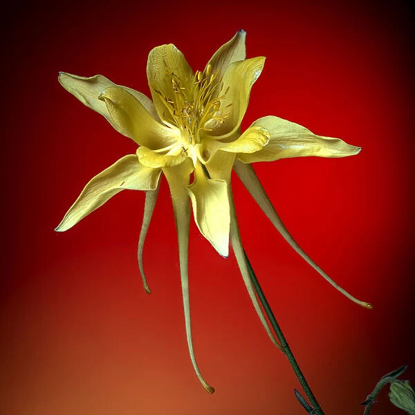 USA, Colorado, Fort Collins. Yellow columbine flower