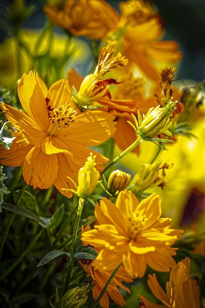 USA, Colorado, Fort Collins. Yellow coreopsis flowers