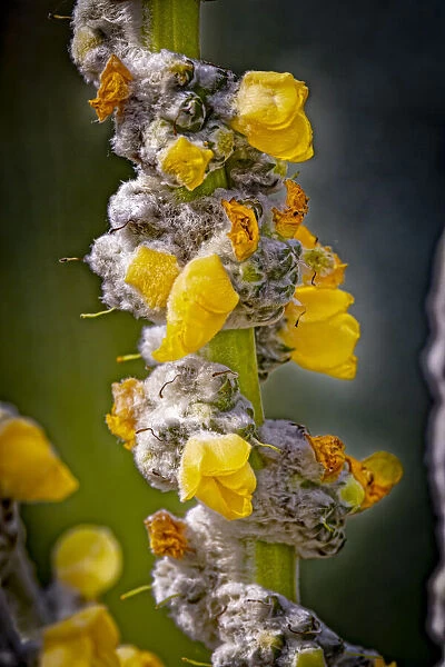 USA, Colorado, Fort Collins. Yellow mullein flowers close-up