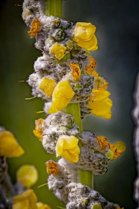 Framed Print : USA, Colorado, Fort Collins. Yellow mullein flowers close-up Framed Print : USA, Colorado, Fort Collins. Yellow mullein flowers close-up