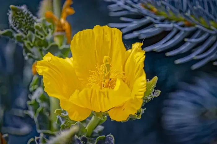 Framed Print : USA, Colorado, Fort Collins. Yellow poppy close-up Framed Print : USA, Colorado, Fort Collins. Yellow poppy close-up