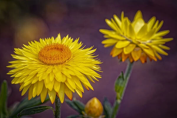 USA, Colorado, Fort Collins. Yellow strawflowers close-up