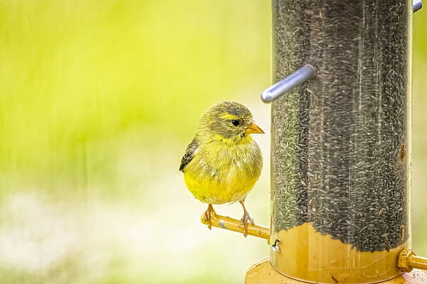 USA, Colorado, Fort Collins. Young male American goldfinch