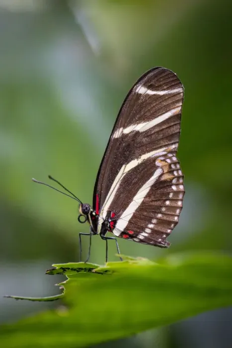 Framed Print : USA, Colorado, Fort Collins. Zebra longwing butterfly close-up