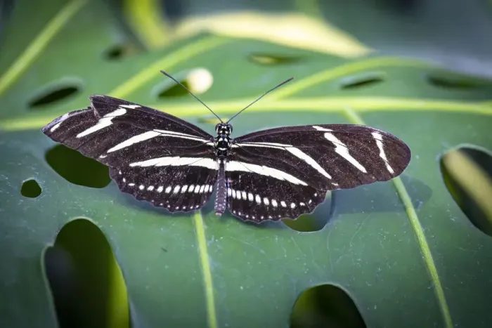 Framed Print : USA, Colorado, Fort Collins. Zebra longwing butterfly close-up