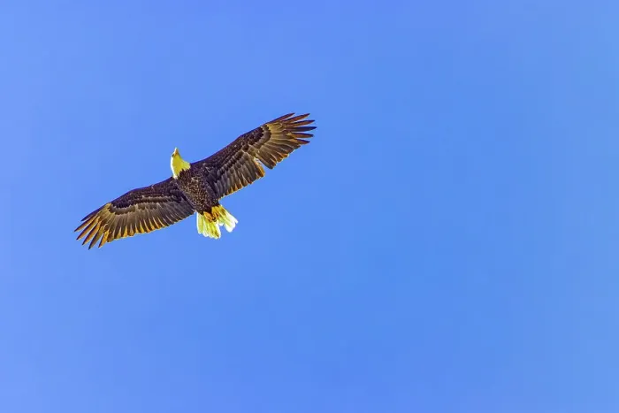 Framed Print : USA, Colorado, Fossil Creek Reservoir. American bald eagle in flight