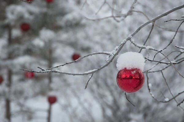 USA, Colorado. Fresh snowfall on trees and Christmas ornaments