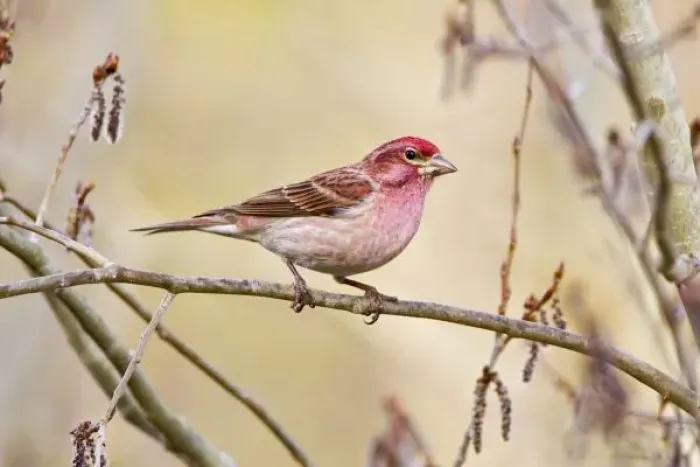 Framed Print : USA, Colorado, Frisco. Cassins finch on limb Framed Print : USA, Colorado, Frisco. Cassins finch on limb