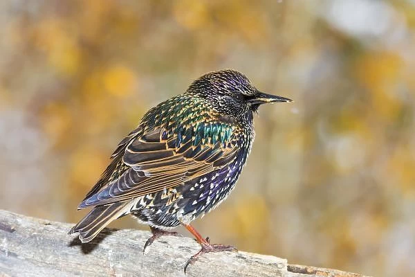 USA, Colorado, Frisco. Close-up of European starling bird standing on log. Credit as