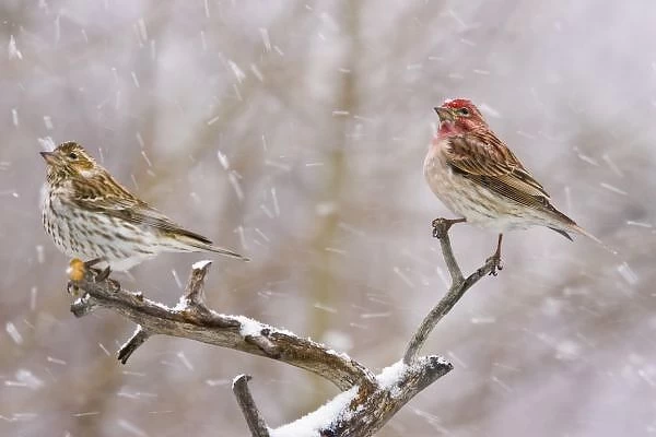 USA, Colorado, Frisco. Female and male Cassins finches in a blizzard. Credit as: Fred J
