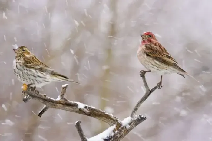 Framed Print : USA, Colorado, Frisco. Female and male Cassins finches in a blizzard. Credit as: Fred J