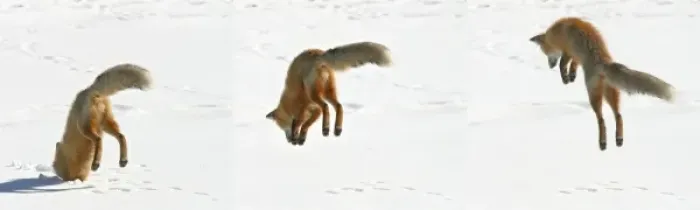Framed Print : USA, Colorado, Frisco, Giberson Bay. Sequence of a red fox pouncing on snow for prey below Framed Print : USA, Colorado, Frisco, Giberson Bay. Sequence of a red fox pouncing on snow for prey below