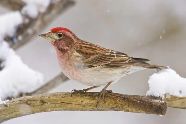 USA, Colorado, Frisco. Detail of male Cassins finch perched on branch
