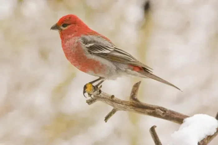 Framed Print : USA, Colorado, Frisco. Male pine grosbeak perched on limb