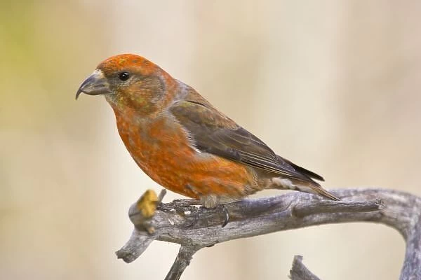 USA, Colorado, Frisco. Portrait of male red crossbill perched on limb. Credit as: Fred J