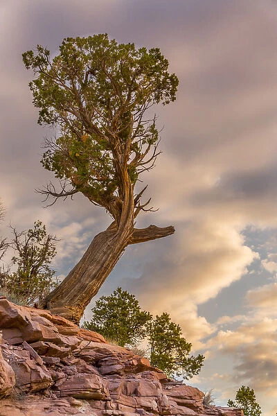 USA, Colorado, Fruita. Juniper tree at sunrise in Colorado National Monument. Credit as
