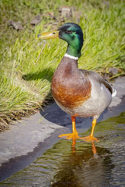 USA, Colorado, Ft. Collins. Adult male mallard duck and water