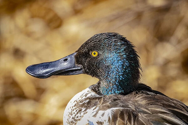 USA, Colorado, Ft. Collins. Adult male northern shoveler duck close-up