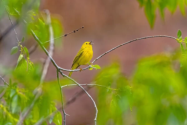 USA, Colorado, Ft. Collins. Adult male yellow warbler singing