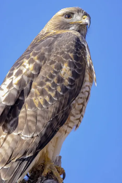Framed Print : USA, Colorado, Ft. Collins. Adult red-tailed hawk close-up Framed Print : USA, Colorado, Ft. Collins. Adult red-tailed hawk close-up