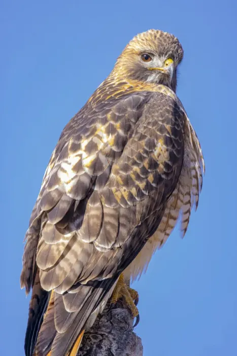Framed Print : USA, Colorado, Ft. Collins. Adult red-tailed hawk close-up