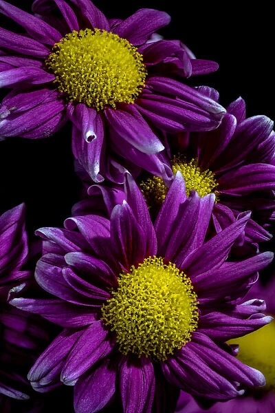 USA, Colorado, Ft. Collins. Daisies close-up. Credit as Fred Lord  /  Jaynes Gallery  / 