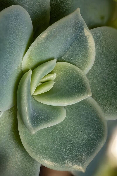 USA, Colorado, Ft. Collins. Echeveria succulent. Credit as Fred Lord  /  Jaynes Gallery  / 
